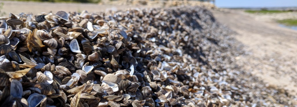 5 Years After Contamination – Lake Winnipeg And Zebra Mussels – Lower ...